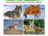 Животный мир Татарстана